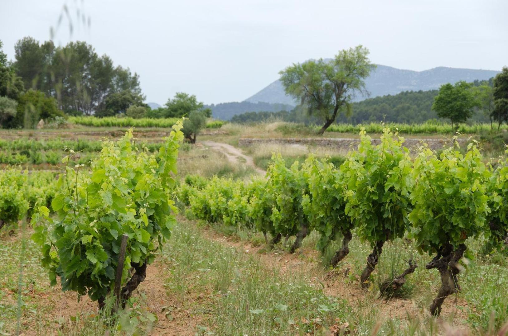 La Maison De Campagne Carcès Exteriér fotografie
